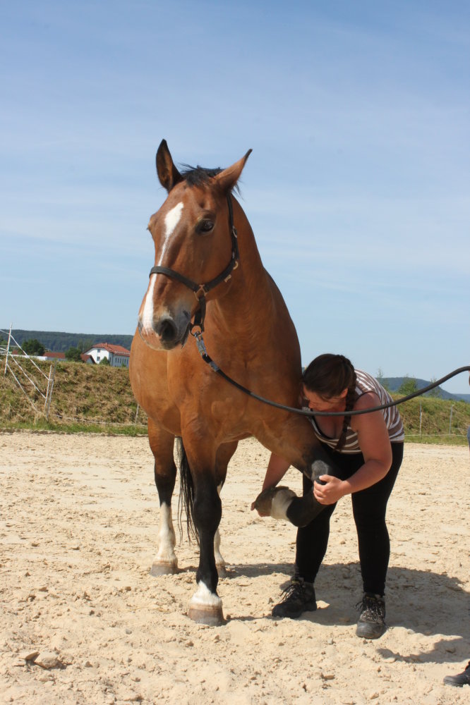 Osteopathische Behandlung am Bein
